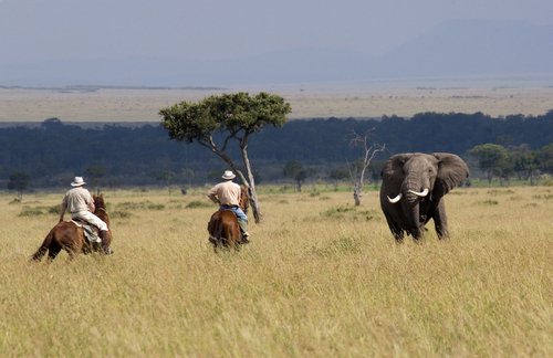 Reitsafari Kenia, Masai Mara, Flusspferde im Mara River